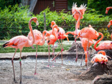 Дрезденский зоопарк: очарование Африки