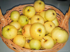 Verjüngende Äpfel von einem magischen Apfelbaum