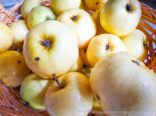 Молодильные яблочки с волшебной яблони