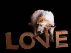 В Германии домашние питомцы помогают справляться с изоляцией