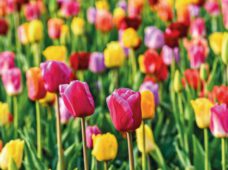 Любимый цветок султанов