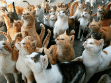 Почему котики лучше собак