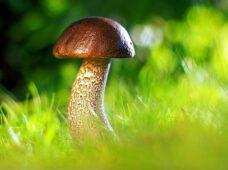 16 августа — бесплатная консультация по грибам с экспертами