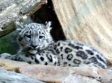 Потомство снежного барса в зоопарке Лейпцига