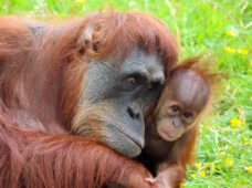 В зоопарке Лейпцига — пополнение