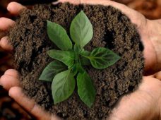 Фрайберг высадит 11 500 деревьев