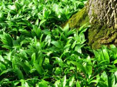 Bärlauchsaison im Leipziger Auwald hat begonnen