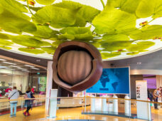 Нуга – восточное лакомство на Востоке Германии