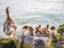 Запрет на кормление диких водоплавающих птиц