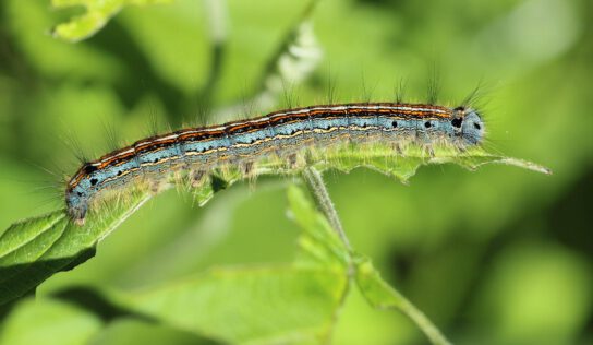 Розшукується дубова моль