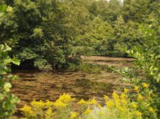 Город предупреждает о сине-зеленых водорослях