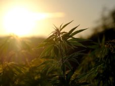 Cannabis-Legalisierung verzögert sich!?