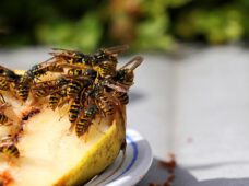 2022 ist ein Jahr der Wespen