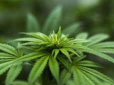 Cannabis-Legalisierung: EU-Recht spricht dagegen