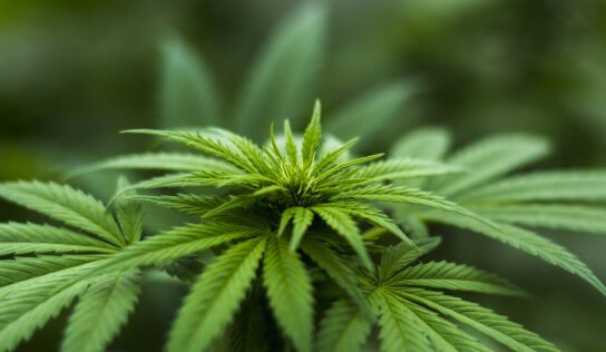 Cannabis-Legalisierung: EU-Recht spricht dagegen