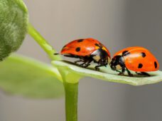 Готель для комах у Грюнау