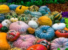 Свято в саду