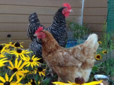 Сім простих дій, які порушують закони Німеччини