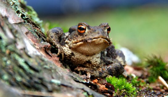 122 000 євро на допомогу жабам