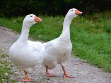 Geflügelpest macht Gänsebraten teurer