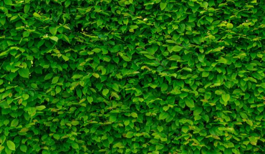 Консультації по телефону щодо зелених дахів, 29.12.2022 о 14:00