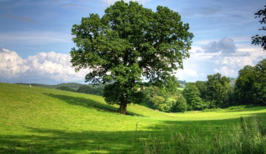 Сезон посадки дерев завершено