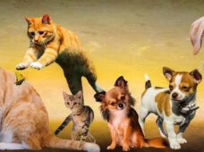 Правила перевезення домашніх тварин через кордон з ЄС