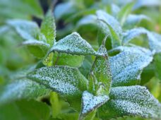 Die Eisheiligen: Kommt jetzt noch einmal Frost?