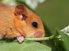 Siebenschläfertag: Es könnte ein milder Sommer werden