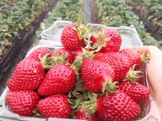 Збери собі полуницю сам: новий вид активного відпочинку в Німеччині