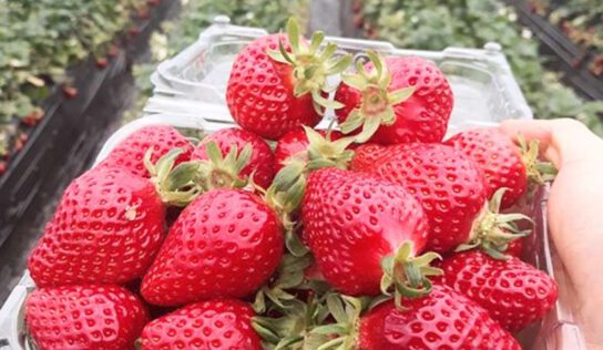 Збери собі полуницю сам: новий вид активного відпочинку в Німеччині