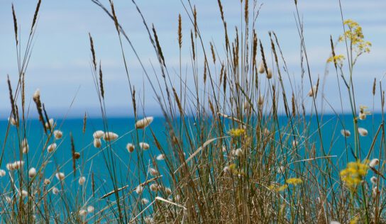 Der Sommer kommt zurück nach Leipzig