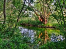 Leipzigs Auwald in Gefahr