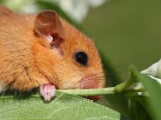 Siebenschläfer – Was steckt hinter der Bauernregel?