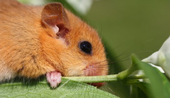 Siebenschläfer – Was steckt hinter der Bauernregel?
