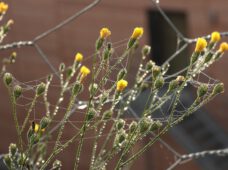 Wetter-Wechsel in Deutschland: Altweibersommer!