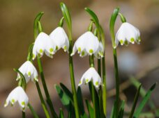 Märzenbecher zur Leipziger Auwaldart 2025 gekürt
