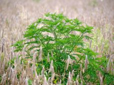 Allergiker aufgepasst: Gefahr durch Ambrosia