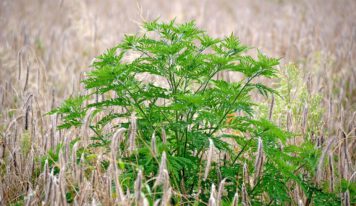 Allergiker aufgepasst: Gefahr durch Ambrosia