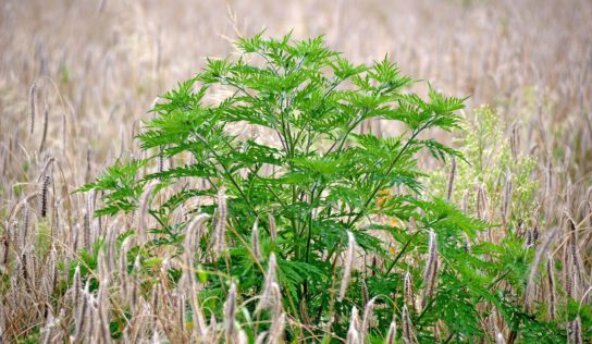 Allergiker aufgepasst: Gefahr durch Ambrosia