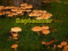 Das ändert sich im September 2025