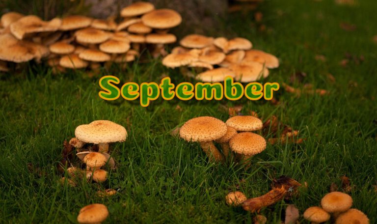 September