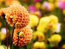 Найкращі ботанічні сади Німеччини: як дістатися з Лейпцига