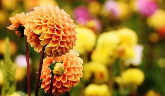 Найкращі ботанічні сади Німеччини: як дістатися з Лейпцига