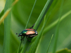 Небезпечний шкідник: японський жук поширюється в Німеччині