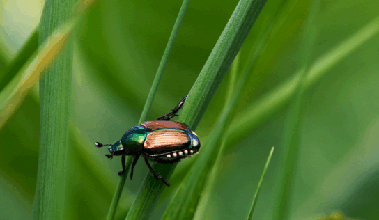 Gefährlicher Schädling: Japankäfer breitet sich in Deutschland aus