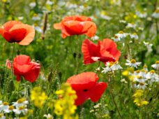 Встигнути до кінця літа