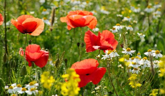 Встигнути до кінця літа