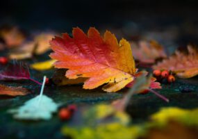 10 українських пісень, які найкраще звучать восени