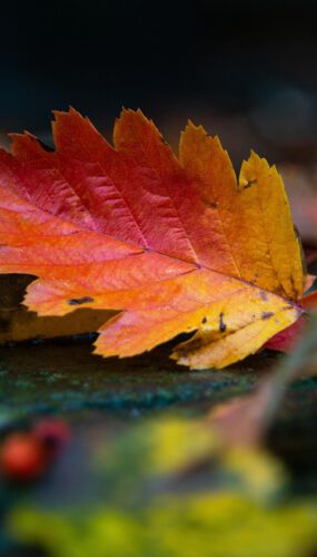 10 українських пісень, які найкраще звучать восени